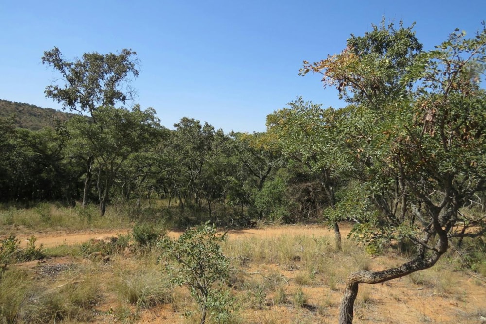 Residential vacant land for sale in Modimolle Rural - 1MM1375446