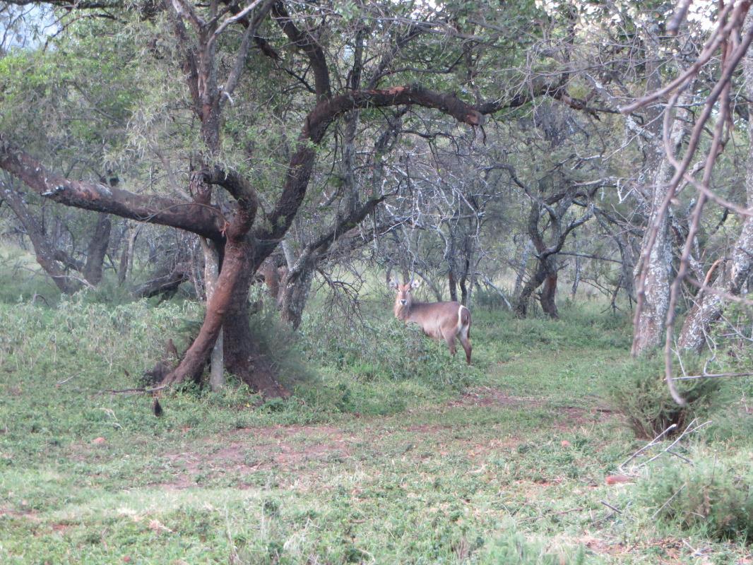 Smallholding for sale in Skeerpoort - 1HR1378321