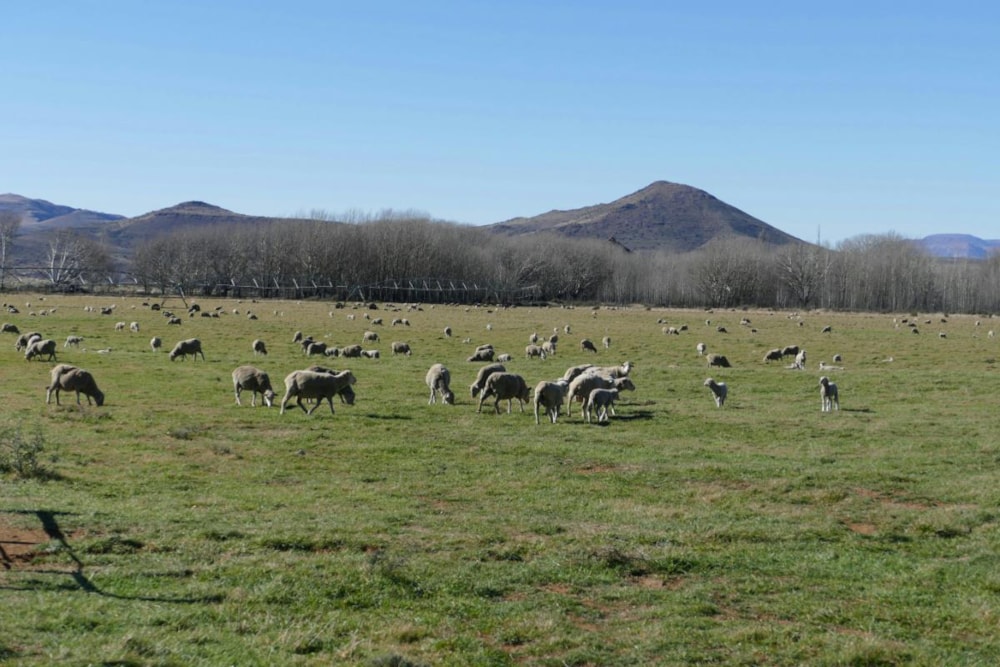 Livestock farm for sale in Middelburg - 1KK1384195