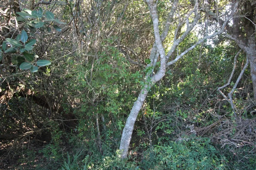 Residential vacant land for sale in Begha - 1PF1640983