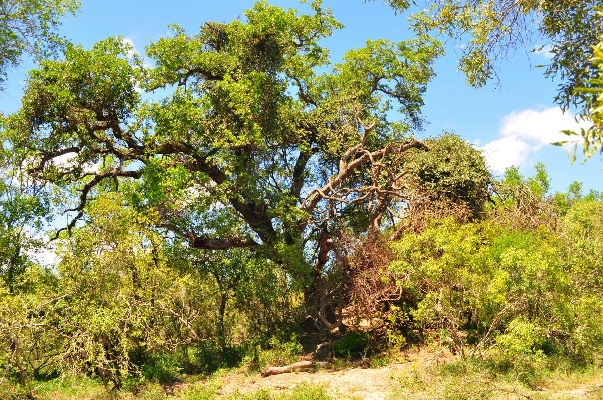 Vacant land for sale in Moditlo Nature Reserve - 1HS1639369