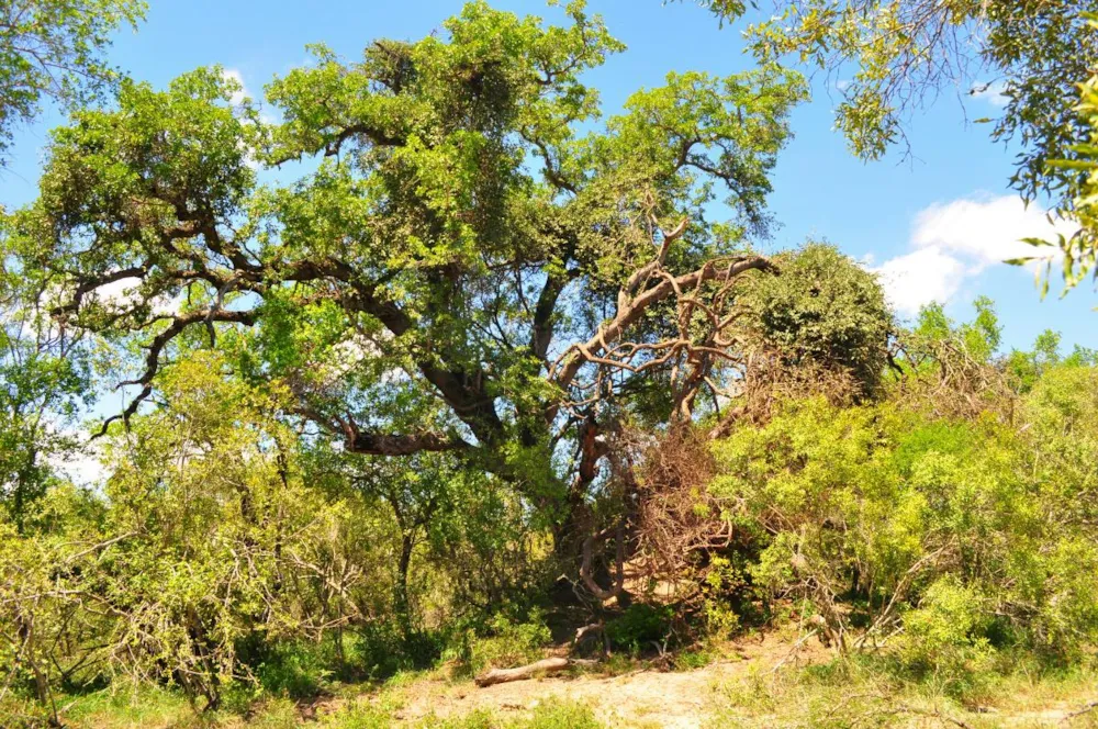 Vacant land for sale in Moditlo Nature Reserve - 1HS1639369