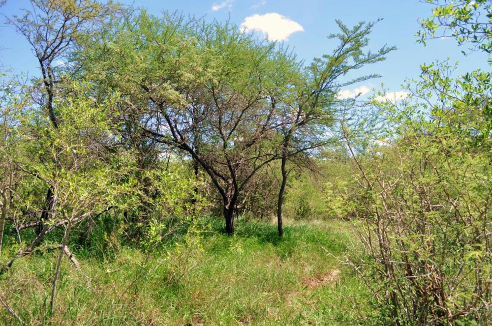 Vacant land for sale in Moditlo Nature Reserve - 1HS1639369 Vacant land for sale in Moditlo Nature Reserve - 1HS1639369