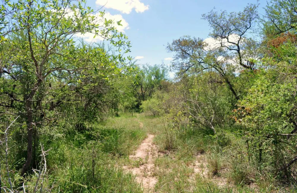 Vacant land for sale in Moditlo Nature Reserve - 1HS1639369