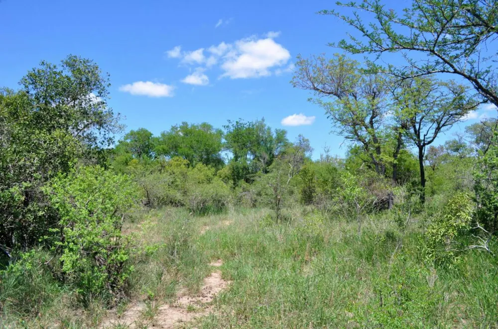 Vacant land for sale in Moditlo Nature Reserve - 1HS1639369