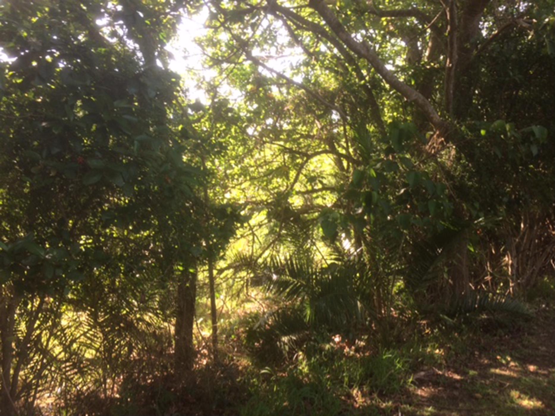 Vacant land for sale in Southbroom - 1PD1405903