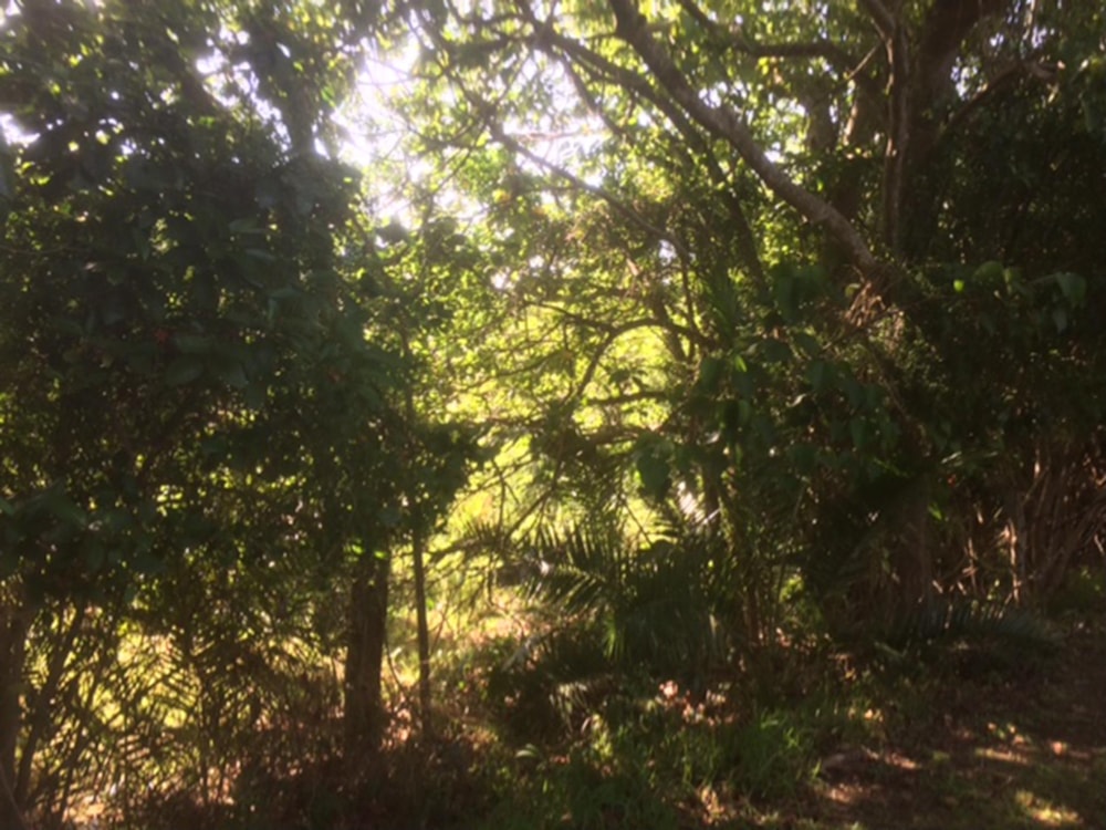 Vacant land for sale in Southbroom - 1PD1405903