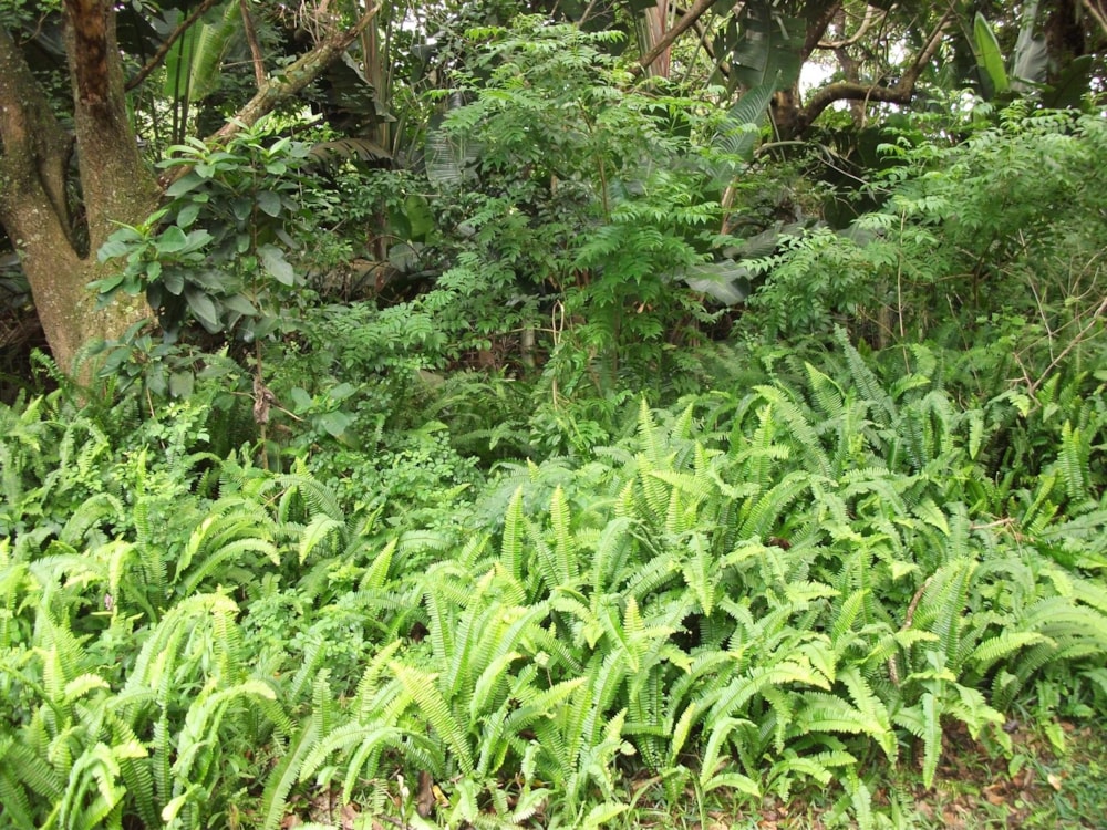 Vacant land for sale in Trafalgar - 1PD1414194