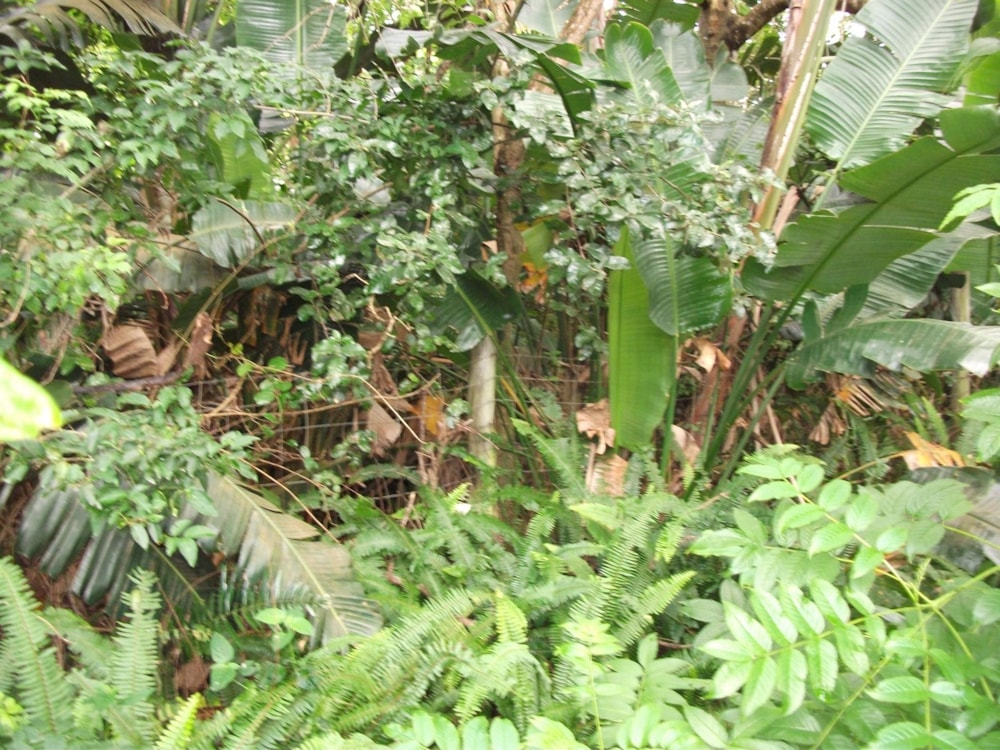 Vacant land for sale in Trafalgar - 1PD1414194 Vacant land for sale in Trafalgar - 1PD1414194