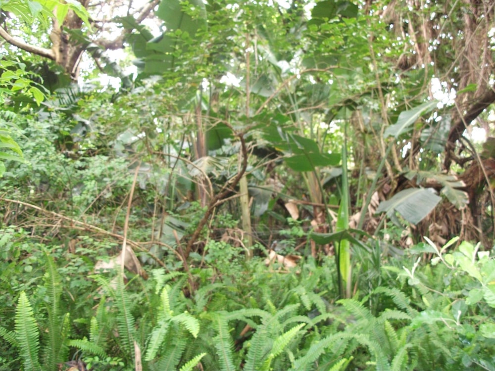 Vacant land for sale in Trafalgar - 1PD1414194 Vacant land for sale in Trafalgar - 1PD1414194