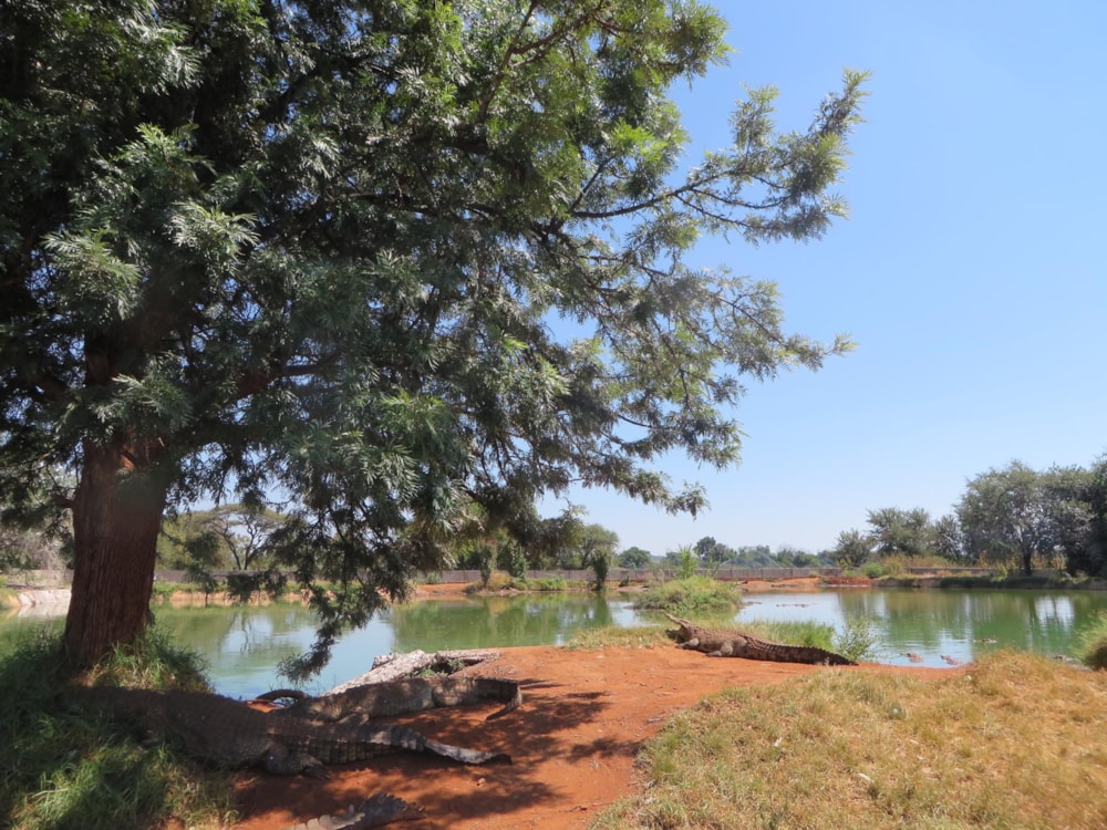 Mixed use farm for sale in Zoutpansdrift - 1HR1428100