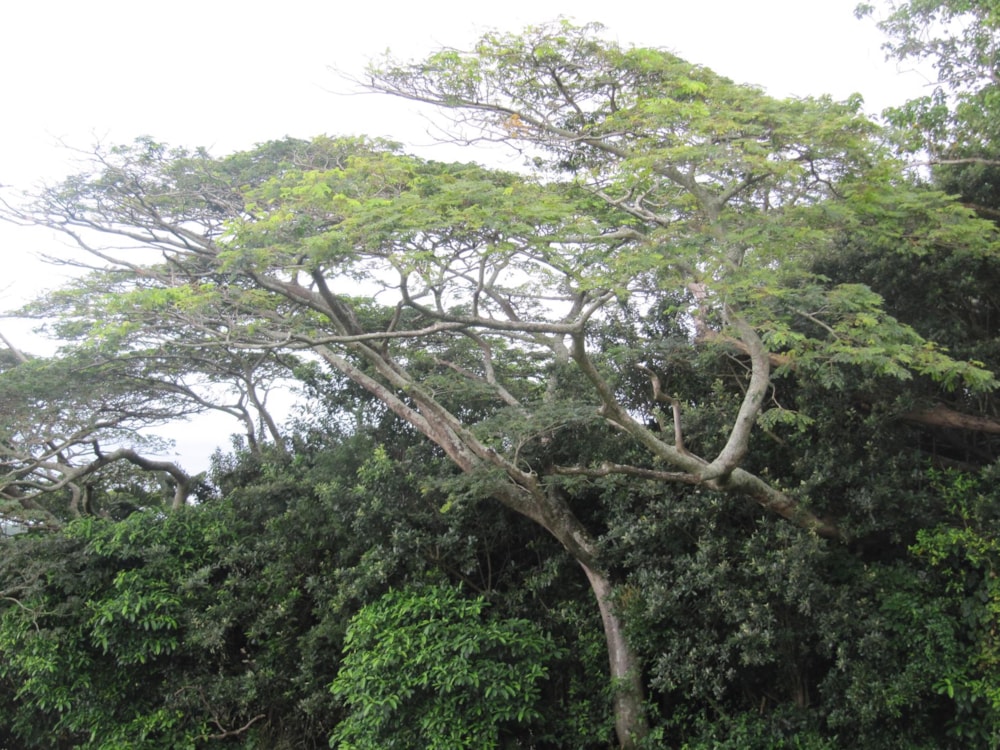 Vacant land for sale in Pennington - 1si1001022