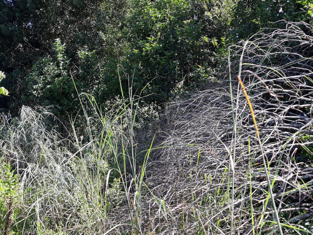 Vacant land for sale in Graskop - 1LY465193 Vacant land for sale in Graskop - 1LY465193