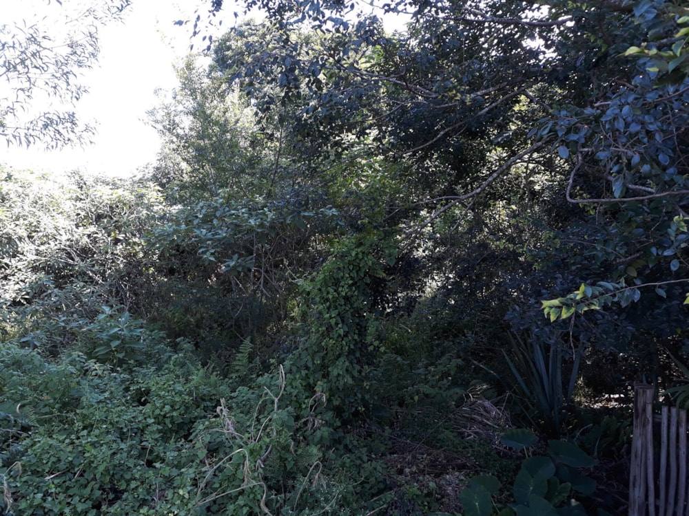 Vacant land for sale in Graskop - 1LY465193 Vacant land for sale in Graskop - 1LY465193