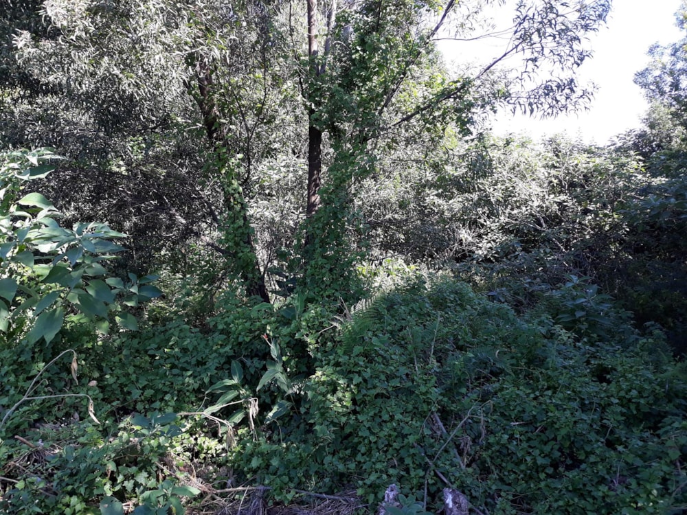 Vacant land for sale in Graskop - 1LY465193 Vacant land for sale in Graskop - 1LY465193