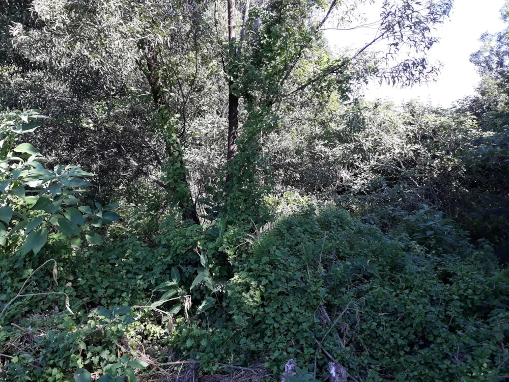 Vacant land for sale in Graskop - 1LY465193 Vacant land for sale in Graskop - 1LY465193
