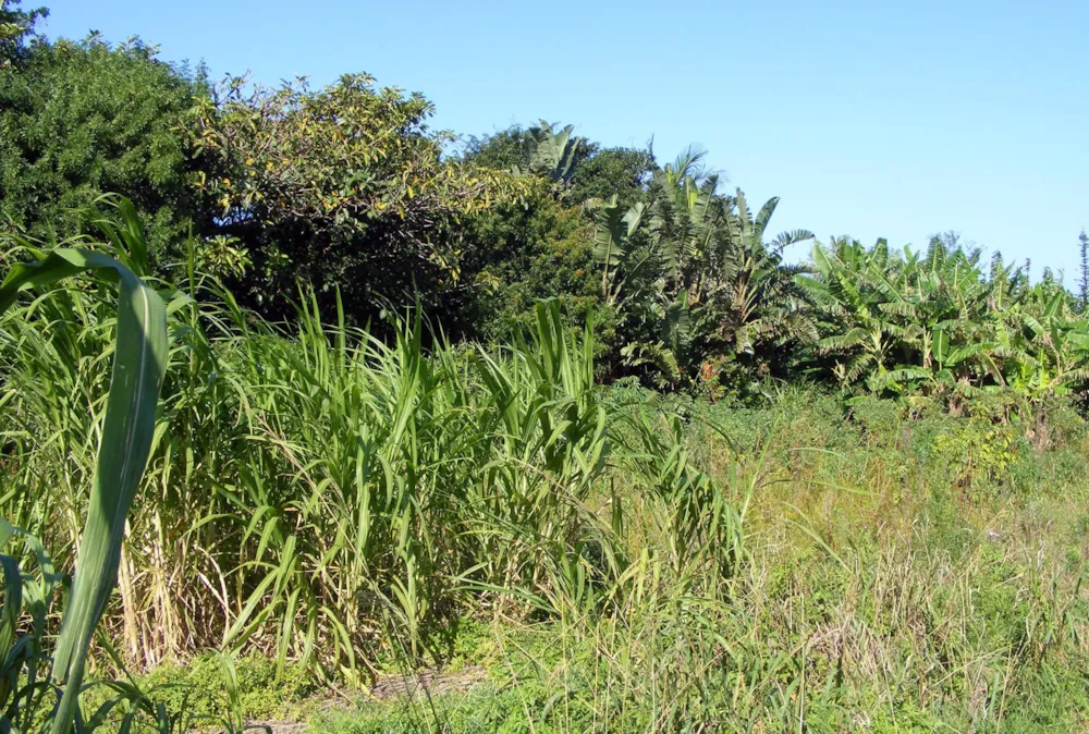 Residential vacant land for sale in Port Edward - 1PD1435436 Residential vacant land for sale in Port Edward - 1PD1435436