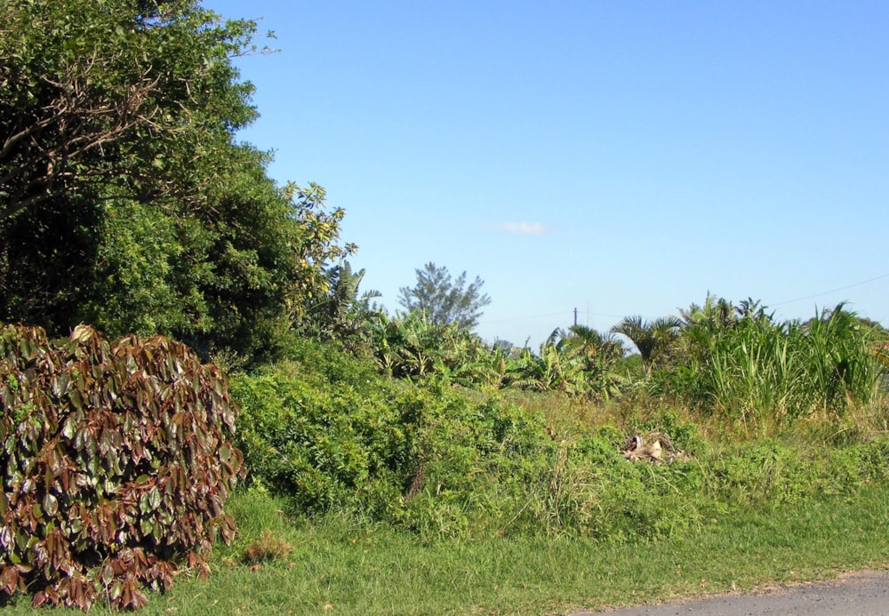 Residential vacant land for sale in Port Edward - 1PD1435436