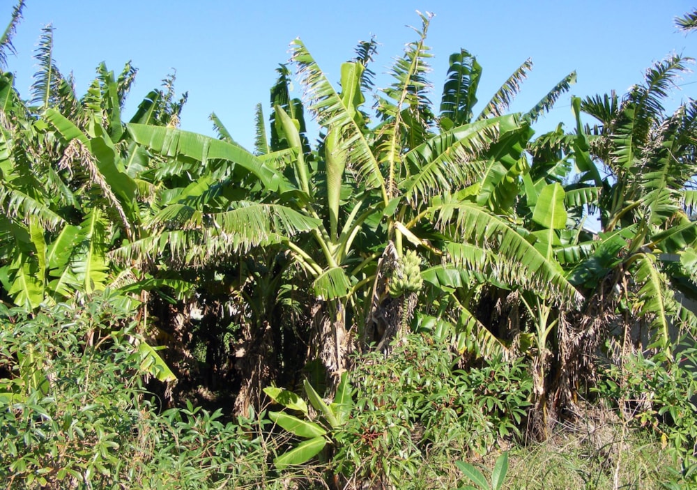 Residential vacant land for sale in Port Edward - 1PD1435436