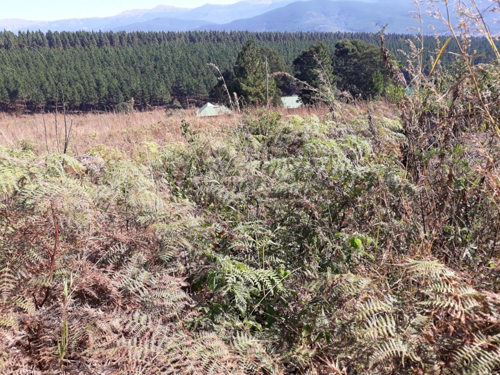 Residential vacant land for sale in Sabie - 1LY1162925