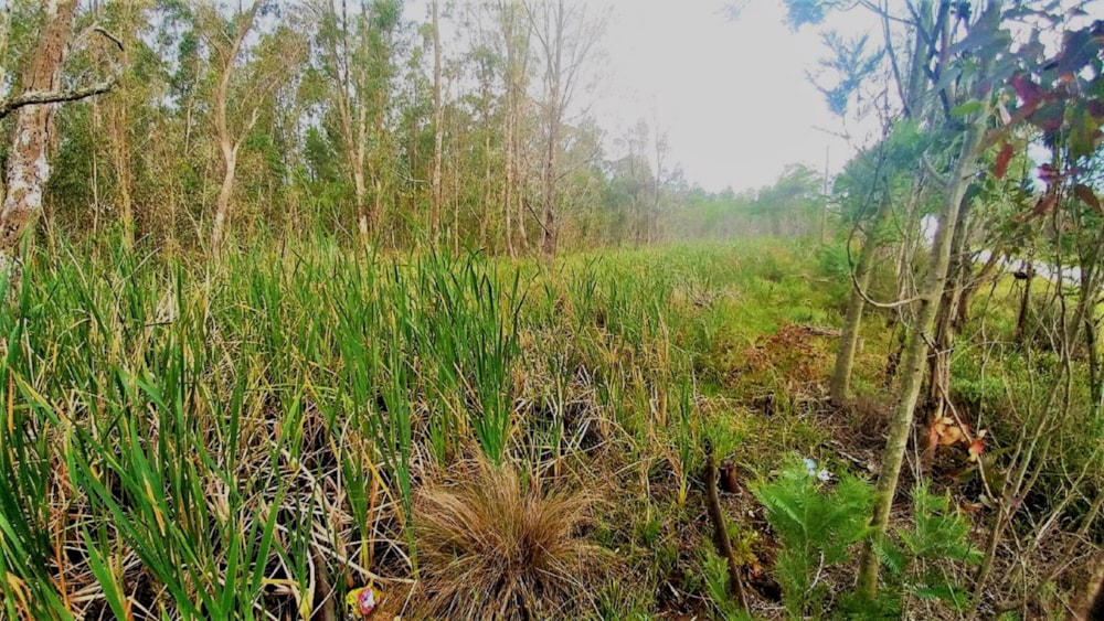 Farm vacant land for sale in Greenbushes - 1PLZ1439207 Farm vacant land for sale in Greenbushes - 1PLZ1439207