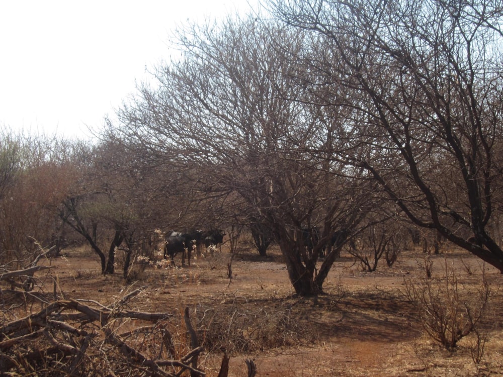 Residential vacant land for sale in Northam - 1ER1456364