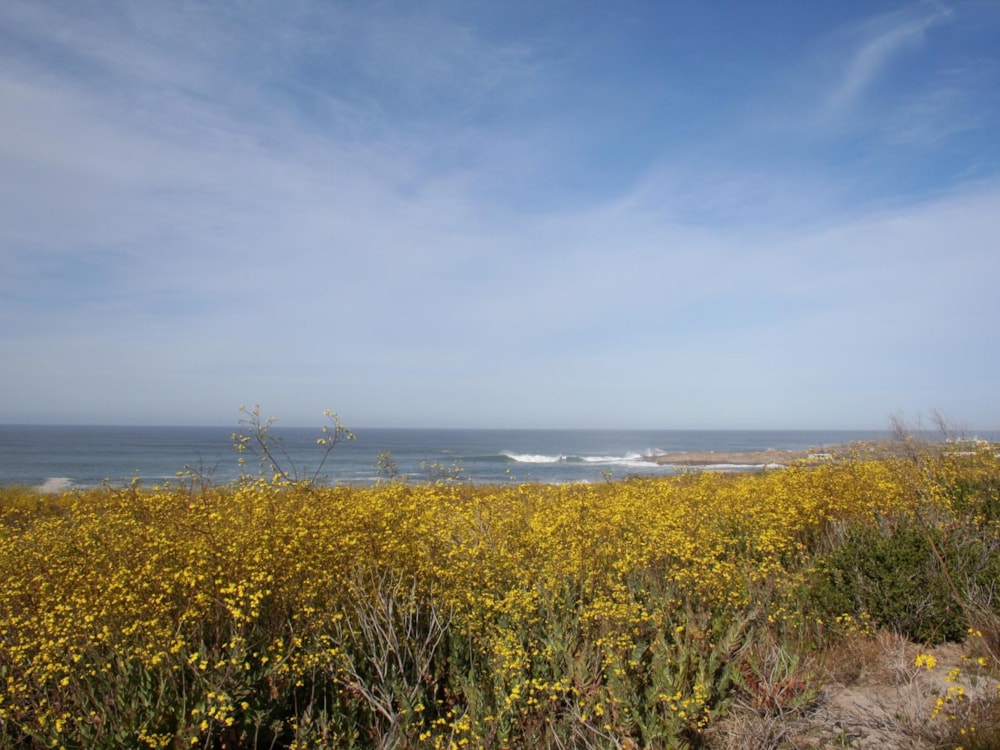 Smallholding for sale in Bettys Bay - KN1356936