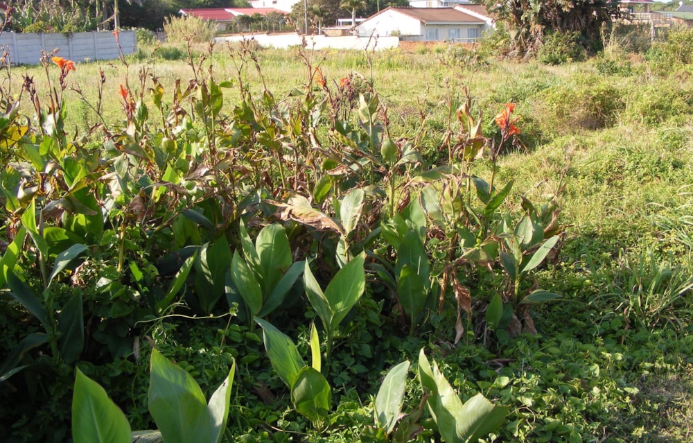 Vacant land for sale in Port Edward - 1PD1461821