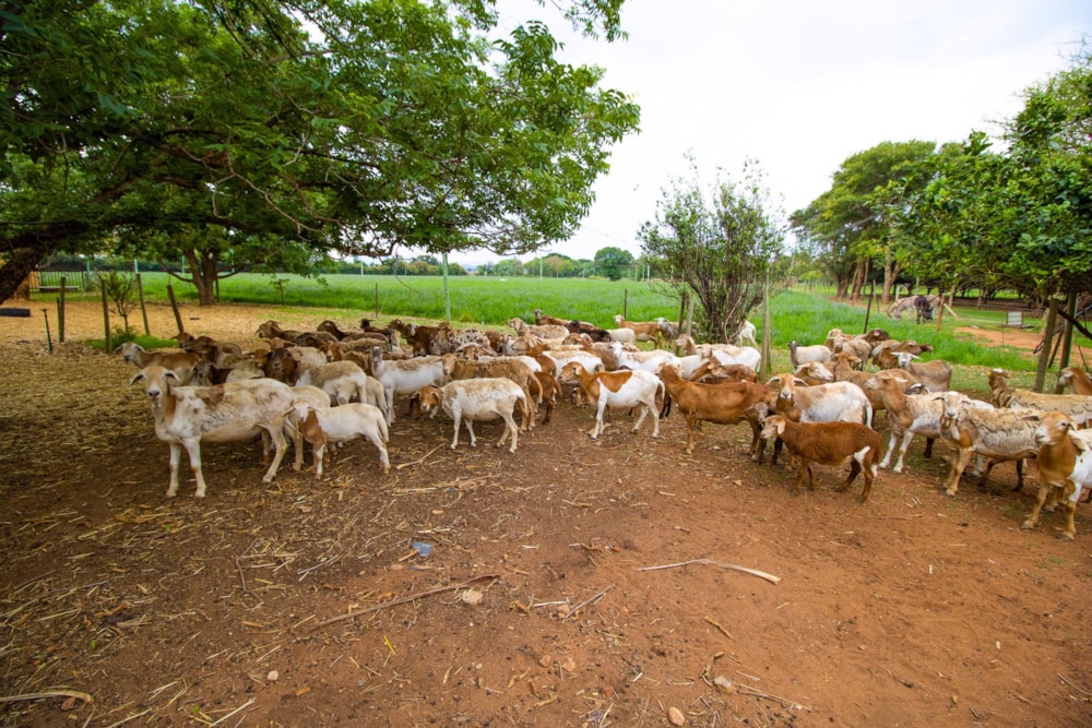 Mixed use farm for sale in Zandfontein, Hartbeespoort - 1HR1465559 Mixed use farm for sale in Zandfontein, Hartbeespoort - 1HR1465559