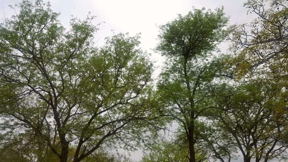 Residential vacant land sold in Elephant Rock Eco Estate - 1HS1664759 Residential vacant land sold in Elephant Rock Eco Estate - 1HS1664759