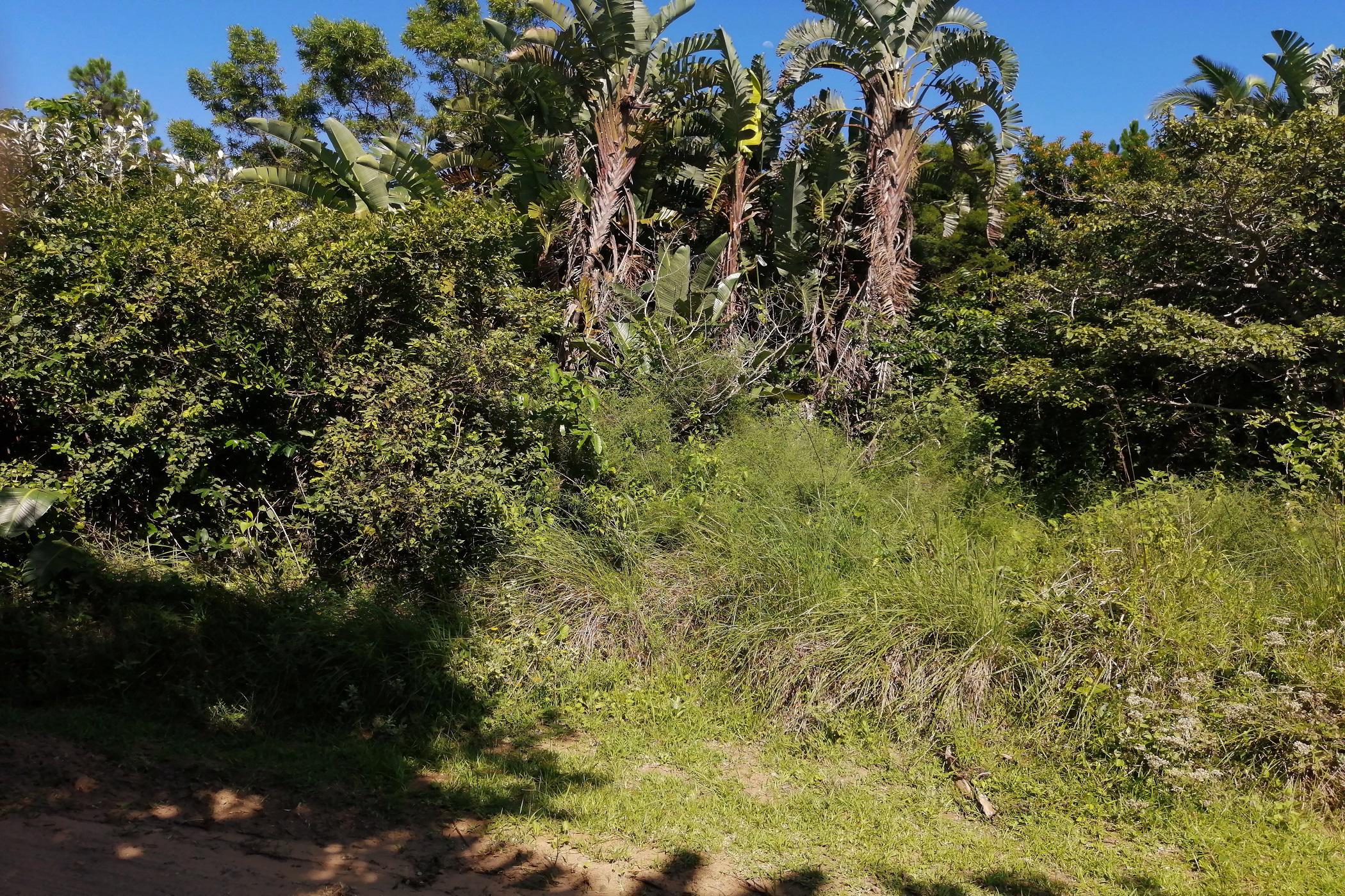 Residential vacant land for sale in Palm Beach - 1PD1471847