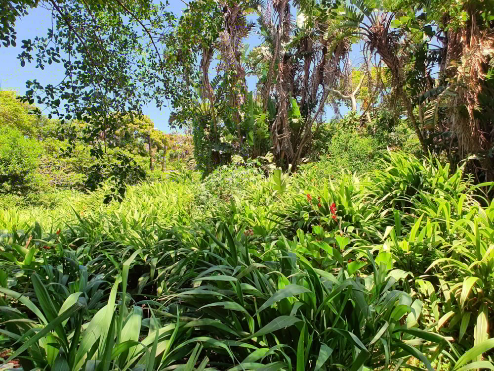 Commercial vacant land for sale in Marina Beach - 1PD1472062 Commercial vacant land for sale in Marina Beach - 1PD1472062