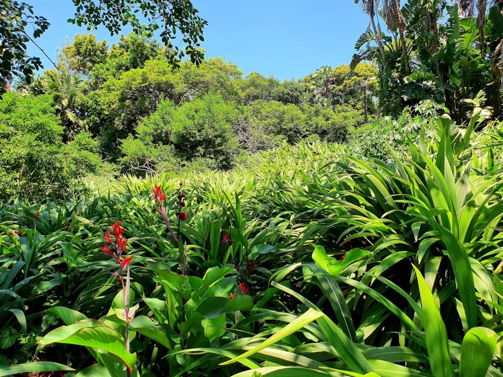 Commercial vacant land for sale in Marina Beach - 1PD1472062 Commercial vacant land for sale in Marina Beach - 1PD1472062