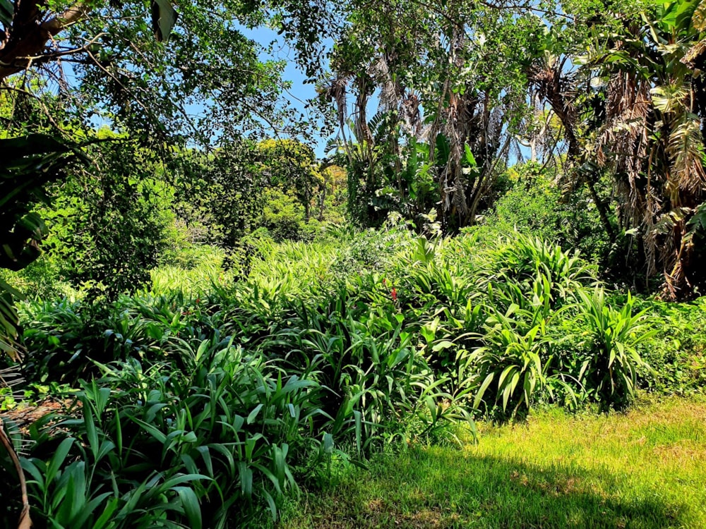 Commercial vacant land for sale in Marina Beach - 1PD1472062