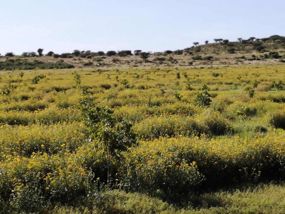 Farm vacant land for sale in Jan Kempdorp - 1RN1477268