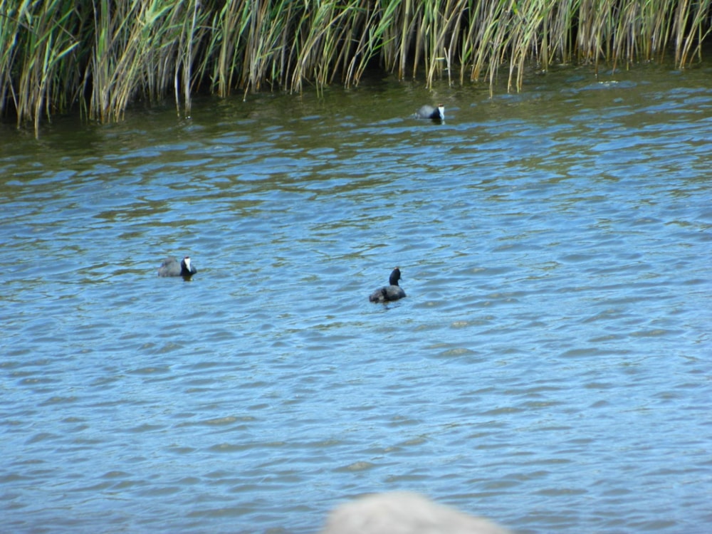 Commercial business for sale in Kleinsee - 1NA1480692 Commercial business for sale in Kleinsee - 1NA1480692