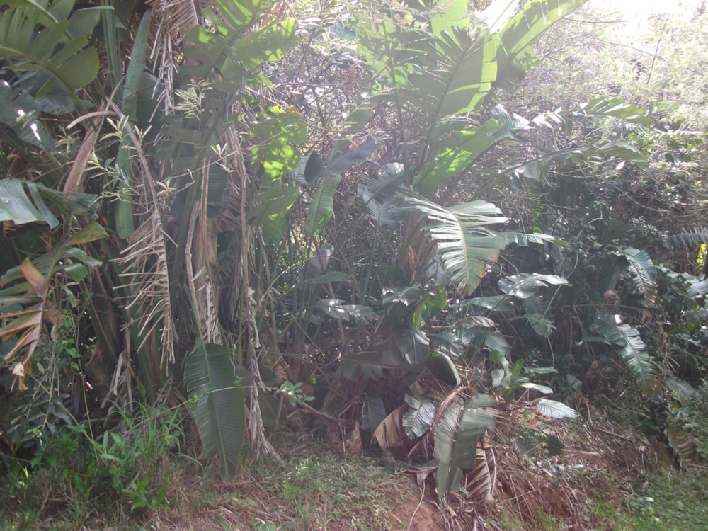 Vacant land for sale in Trafalgar - 1PD1228724