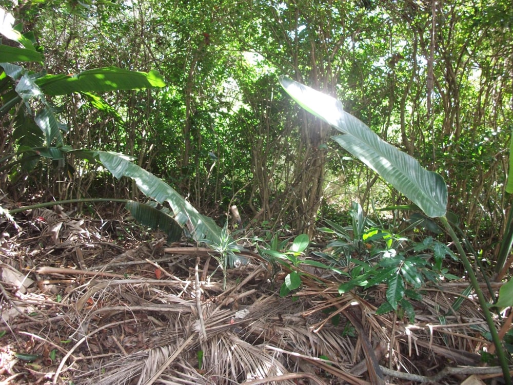 Vacant land for sale in Trafalgar - 1PD1228724 Vacant land for sale in Trafalgar - 1PD1228724