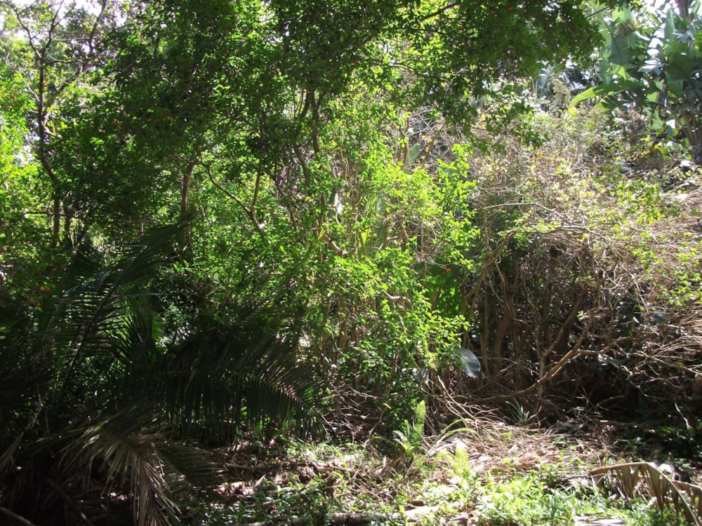 Vacant land for sale in Trafalgar - 1PD1228724