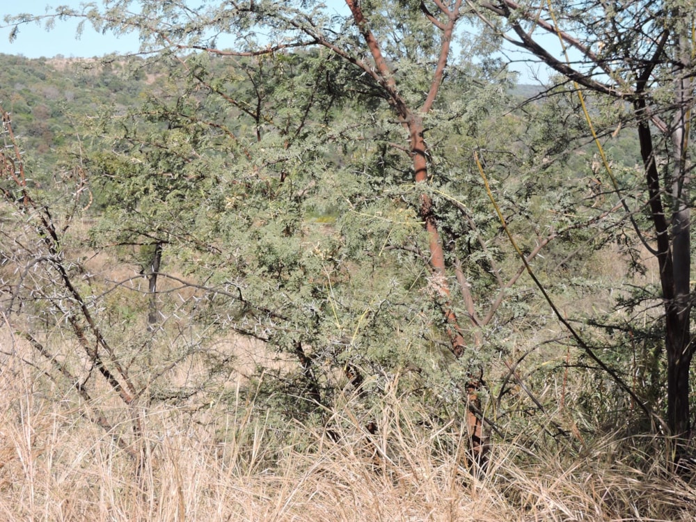 Farm vacant land for sale in Swartruggens - 1RU1485250 Farm vacant land for sale in Swartruggens - 1RU1485250