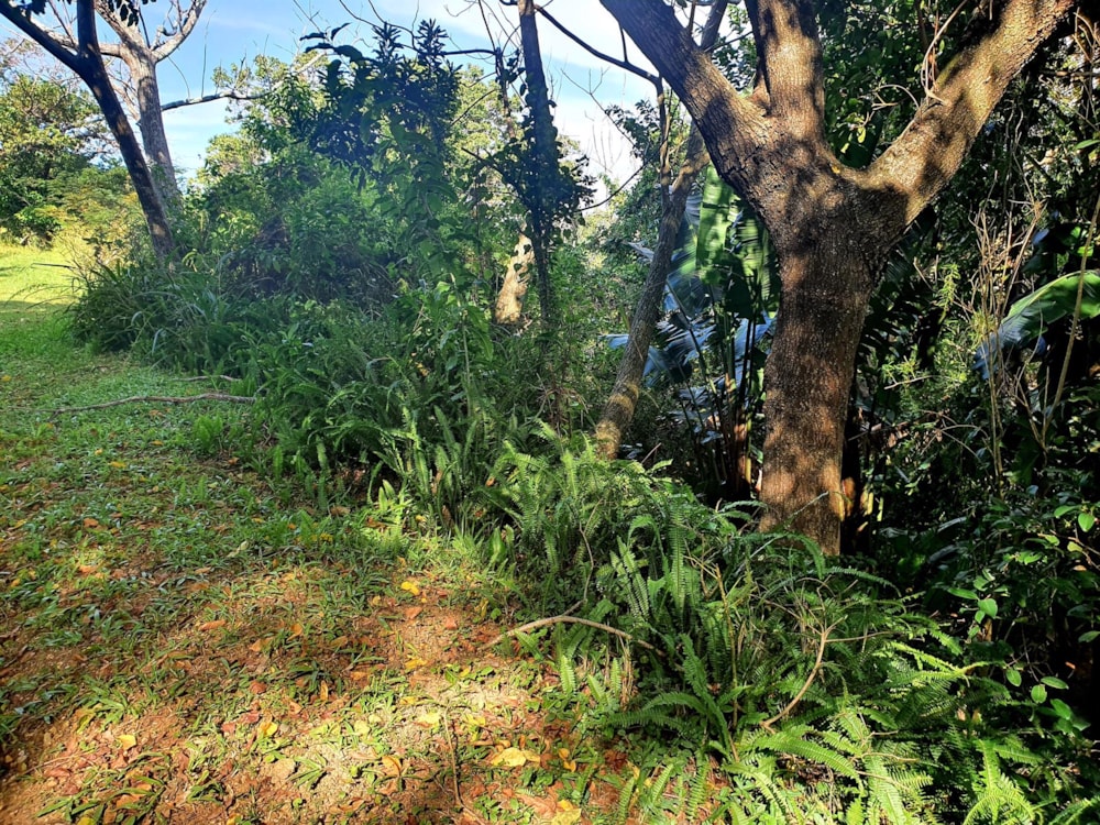 Residential vacant land for sale in Ramsgate - 1PD1485638 Residential vacant land for sale in Ramsgate - 1PD1485638