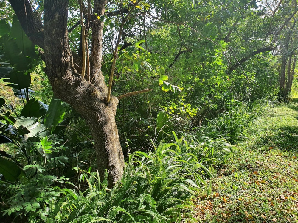 Residential vacant land for sale in Ramsgate - 1PD1485638 Residential vacant land for sale in Ramsgate - 1PD1485638