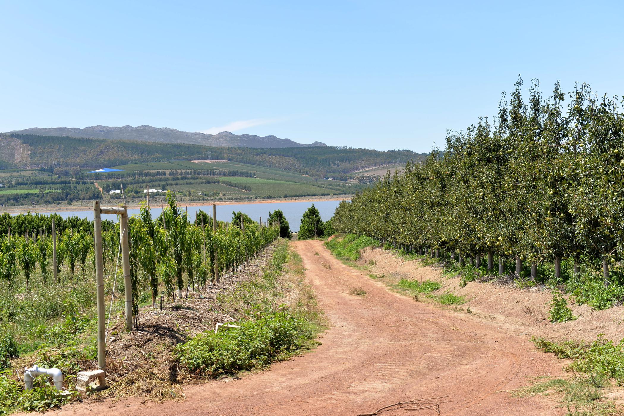 Fruit farm for sale in Villiersdorp - 1SW1487302