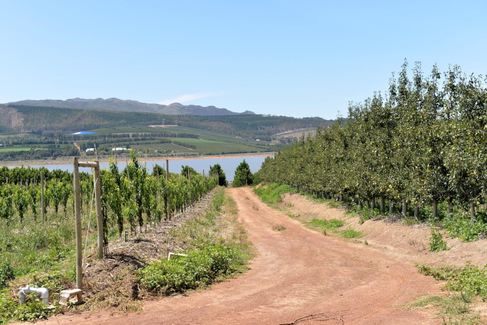 Fruit farm for sale in Villiersdorp - 1SW1487302 Fruit farm for sale in Villiersdorp - 1SW1487302