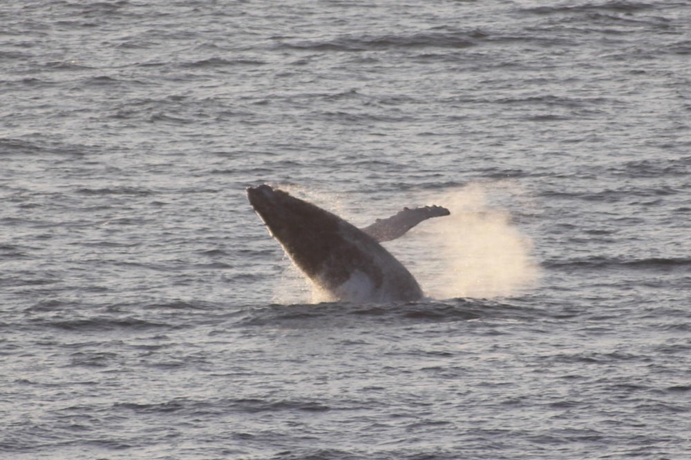 Beach bungalow for sale in Guinjata, Inhambane, Mozambique - 3MQ1486736 Beach bungalow for sale in Guinjata, Inhambane, Mozambique - 3MQ1486736