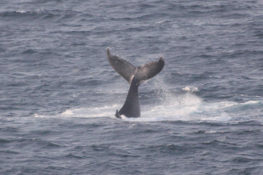 Beach bungalow for sale in Guinjata, Inhambane, Mozambique - 3MQ1486736 Beach bungalow for sale in Guinjata, Inhambane, Mozambique - 3MQ1486736