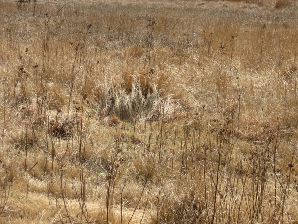 Vacant land for sale in Belfast - 1DS1501323