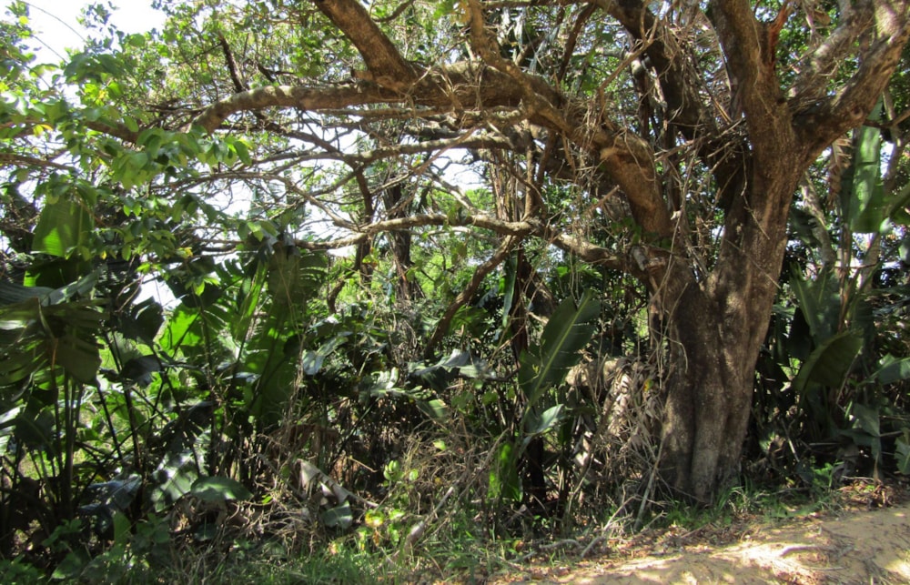 Residential vacant land for sale in Palm Beach - 1PD1505230 Residential vacant land for sale in Palm Beach - 1PD1505230