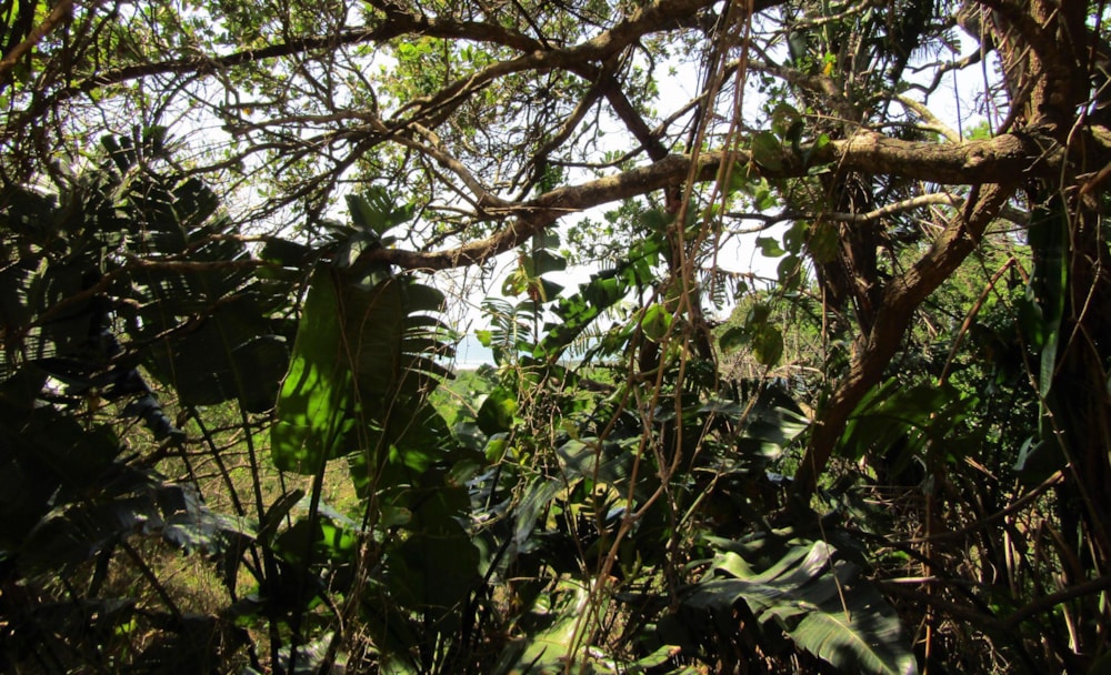 Residential vacant land for sale in Palm Beach - 1PD1505230