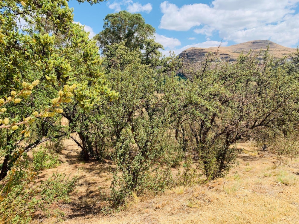 Vacant land for sale in Clarens - 1CS1503381 Vacant land for sale in Clarens - 1CS1503381